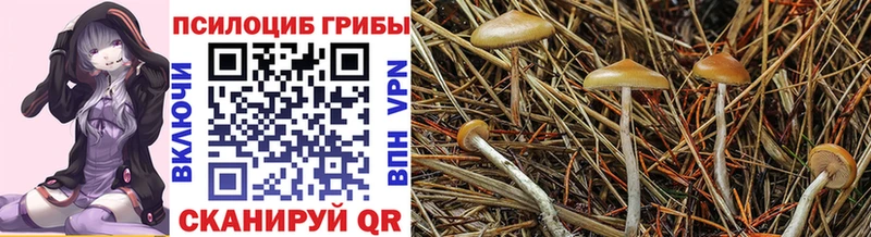 Псилоцибиновые грибы Psilocybe  как найти   Углич 
